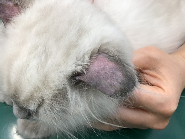 犬と猫の細菌・真菌感染症診療 犬と猫の細菌・真菌感染症診療 株式会社 緑書房